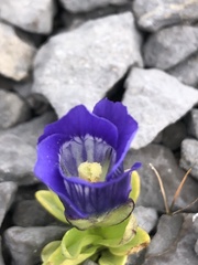 Gentianopsis nesophila