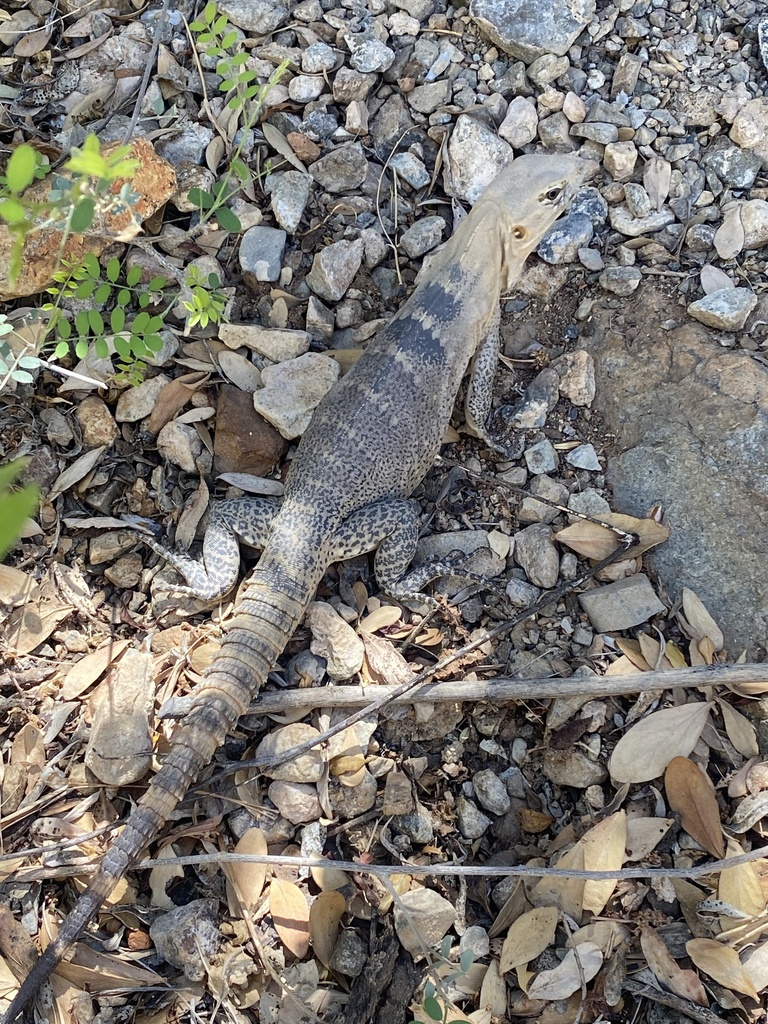 San Esteban Island × Sonoran Spiny-tailed Iguana from Arizona-Sonora ...