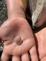Crepidula adunca