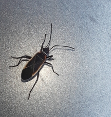 Pyrrhocoroidea