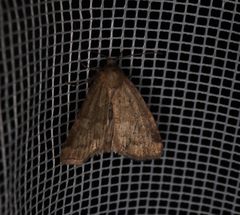 Photedes minima
