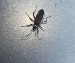 Pyrrhocoroidea