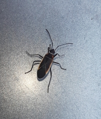 Pyrrhocoroidea