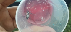 Pyrrhocoroidea