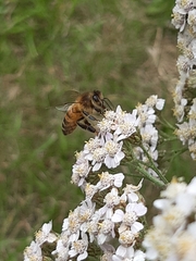 Apis mellifera
