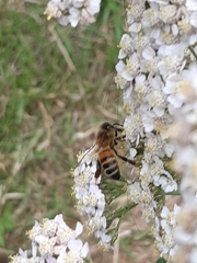 Apis mellifera