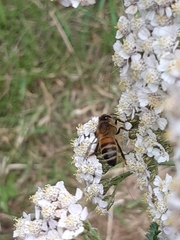 Apis mellifera