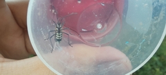 Pyrrhocoroidea