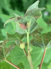Dasineura communis