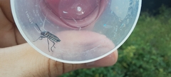 Pyrrhocoroidea