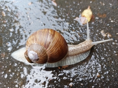 Helix pomatia