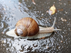 Helix pomatia