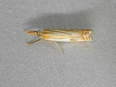 Crambus agitatellus