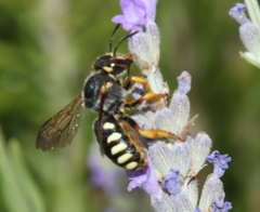 Rhodanthidium