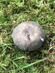 Russula parazurea