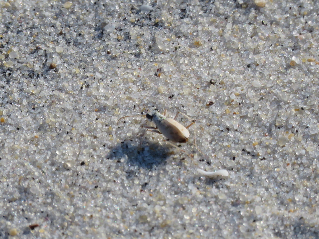 Ghost Tiger Beetle in July 2022 by connor_gable · iNaturalist