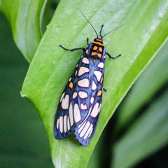 Aglaomorpha plagiata