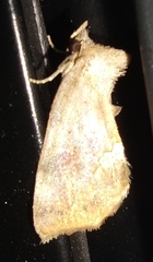 Hypsoropha hormos