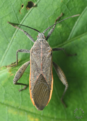 Physomerus grossipes