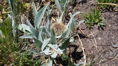 Centaurea uniflora