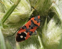 Lygaeus equestris equestris