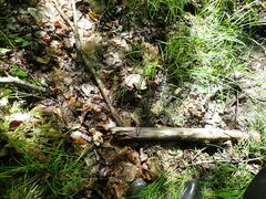 Orbilia xanthostigma