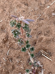 Halogeton