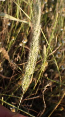 Trisetaria panicea