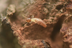 Microcerotermes
