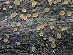 Orbilia xanthostigma