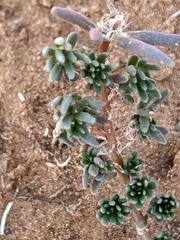 Halogeton