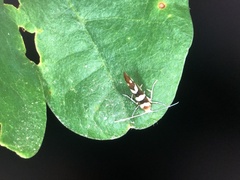 Argyresthia goedartella