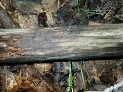 Orbilia xanthostigma