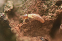 Microcerotermes