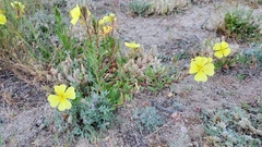 Oenothera flava