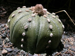 Astrophytum asterias