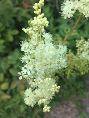Filipendula ulmaria