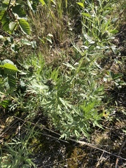 Artemisia tilesii