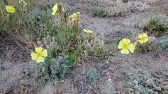 Oenothera flava