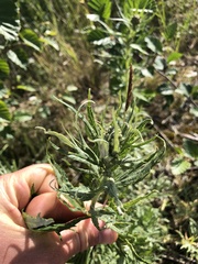 Artemisia tilesii