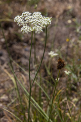 Perideridia bolanderi