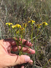 Dysodiopsis tagetoides