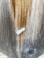 Spilosoma vestalis