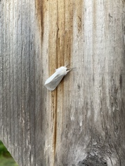 Spilosoma vestalis