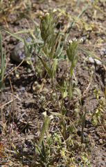 Castilleja pilosa
