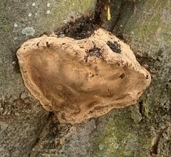 Fomes fomentarius