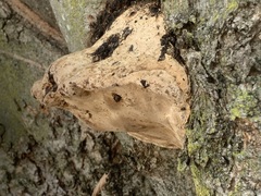Fomes fomentarius