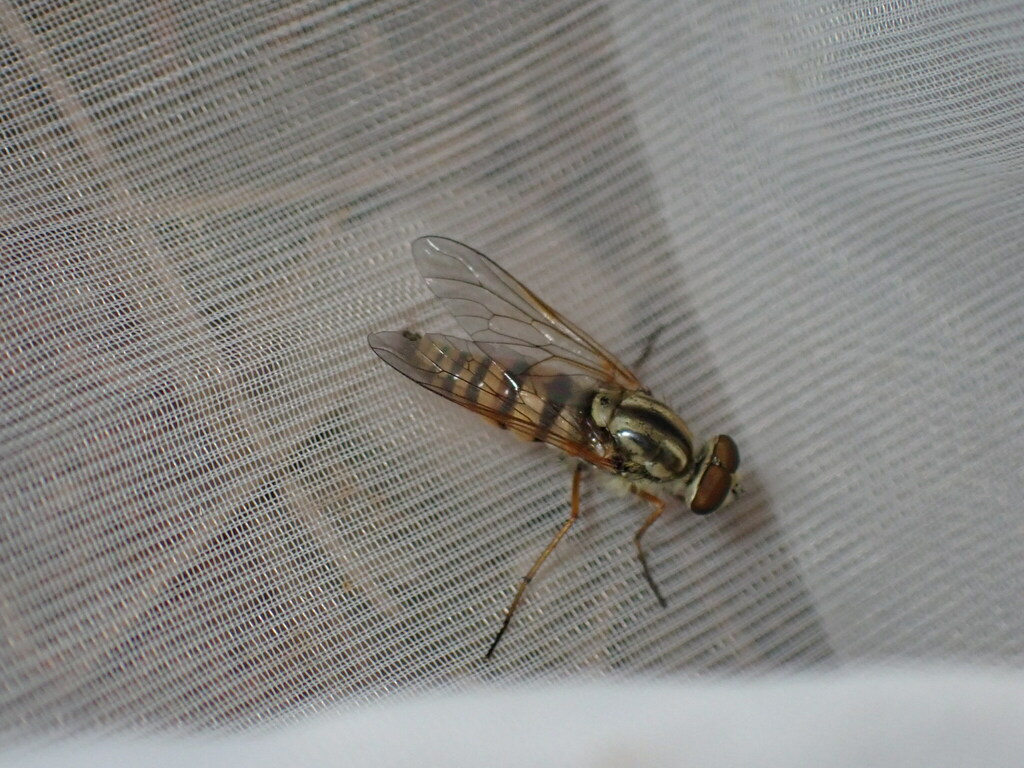 Thereva aurata