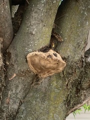Fomes fomentarius