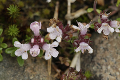 Thymus serpyllum tanaensis